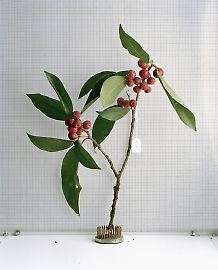 moraceae.jpg