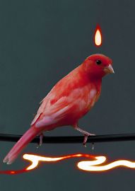 agnieszkapolska-firebirdglow-100x70cm.jpg
